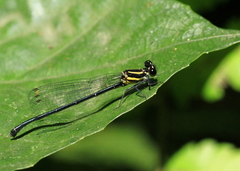 Onychargia atrocyana