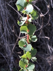 Berberis actinacantha