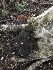 Fulvifomes floridanus