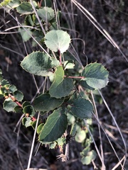 Berberis actinacantha