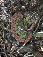 Fulvifomes floridanus