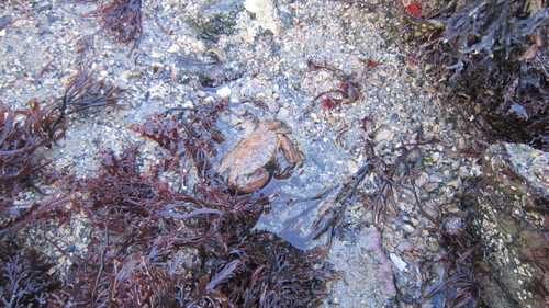 Xantho pilipes