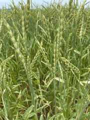 Triticum spelta