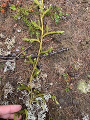 Spinulum annotinum alpestre