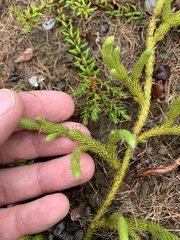 Spinulum annotinum alpestre