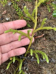 Spinulum annotinum alpestre