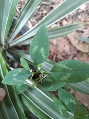 Euphorbia graminea