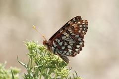 Euphydryas editha