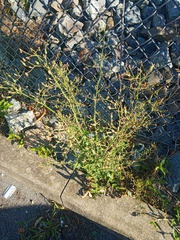 Asteraceae