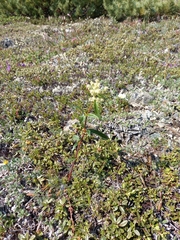 Koenigia tripterocarpa