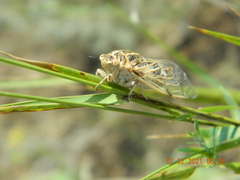 Cicadatra platyptera