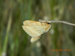 Malacosoma castrense