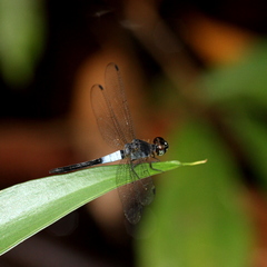 Orchithemis pruinans