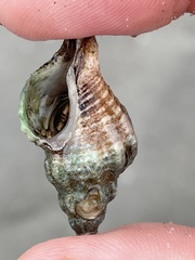 Urosalpinx cinerea image