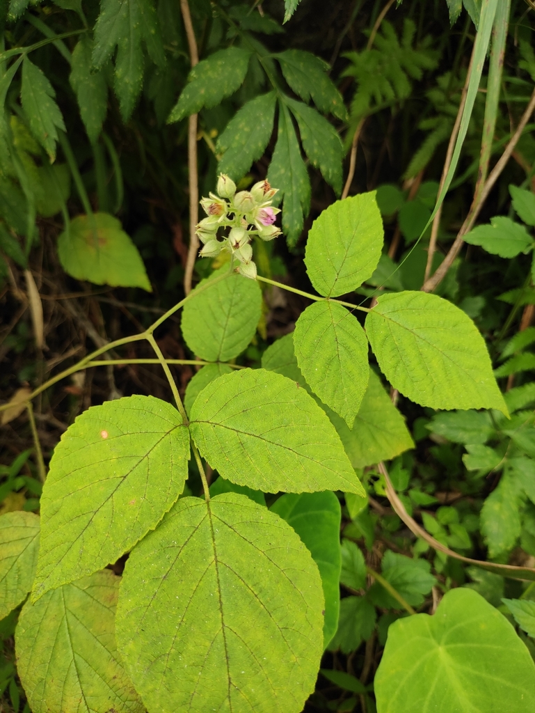 Rubus innominatus