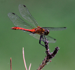 Sympetrum sanguineum