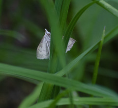 Paratalanta pandalis