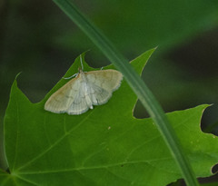 Paratalanta hyalinalis