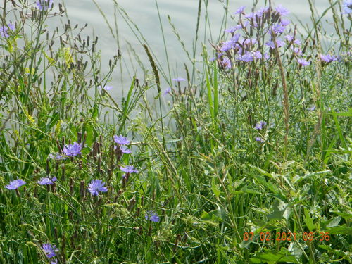 Blue lettuce (Lactuca tatarica)