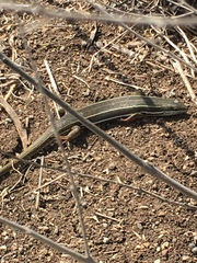 Heremites vittatus