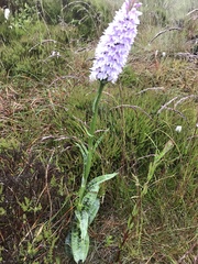 Dactylorhiza fuchsii