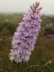 Dactylorhiza fuchsii