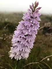 Dactylorhiza fuchsii