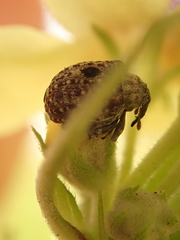 Cionus hortulanus