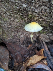 Leucocoprinus fragilissimus image