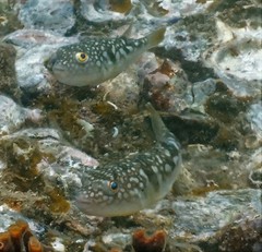 Chelonodontops patoca