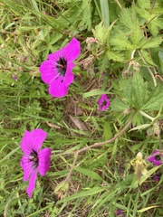 Geranium psilostemon