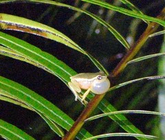 Pseudophilautus hoipolloi