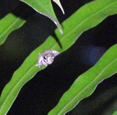 Pseudophilautus mittermeieri