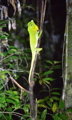 Lyriocephalus scutatus