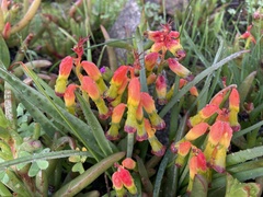 Lachenalia quadricolor