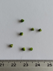 Euphorbia graminea