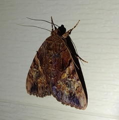 Catocala muliercula