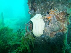 Cochleoceps bicolor