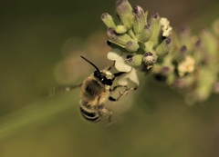 Anthophora aestivalis