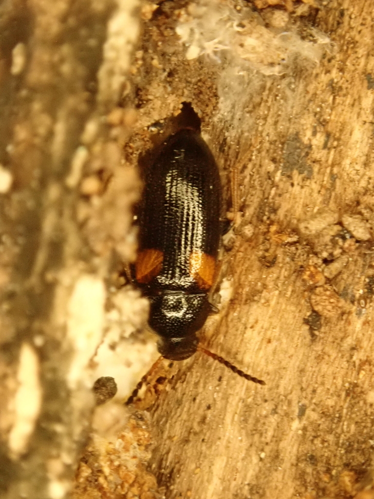 Mycetochara humeralis
