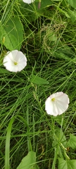 Convolvulus arvensis