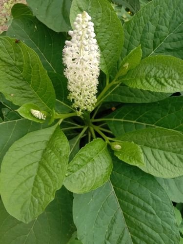 Phytolacca acinosa iNat (3)