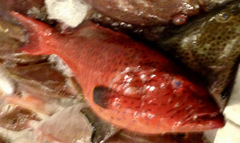 Plectropomus pessuliferus