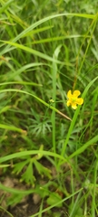 Ranunculus acris