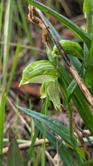 Pterostylis viriosa