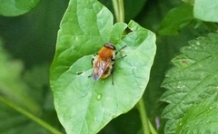 Criorhina floccosa