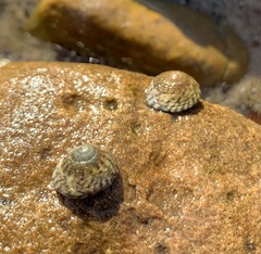 Bembicium