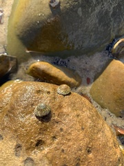 Bembicium