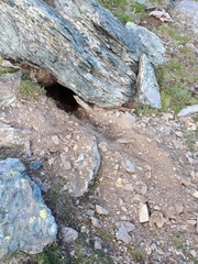 Marmota marmota