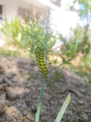 Papilio machaon